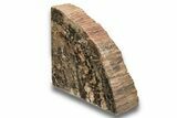 Tall, Free-Standing Polished Petrified Wood Section #244633-1